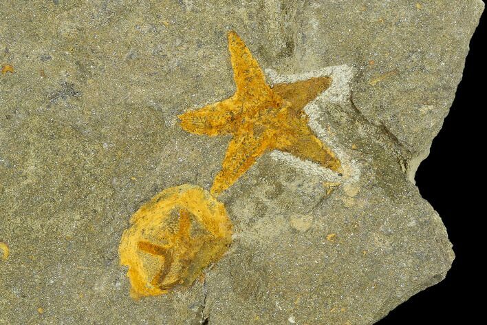Fossil Starfish (Petraster?) & Edrioasteroid (Spinadiscus) - Morocco #118070
